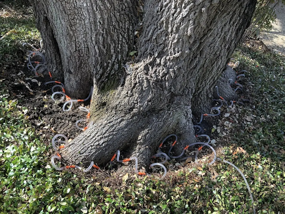 Detailed Tree Cabling and Bracing job site in Uvalde