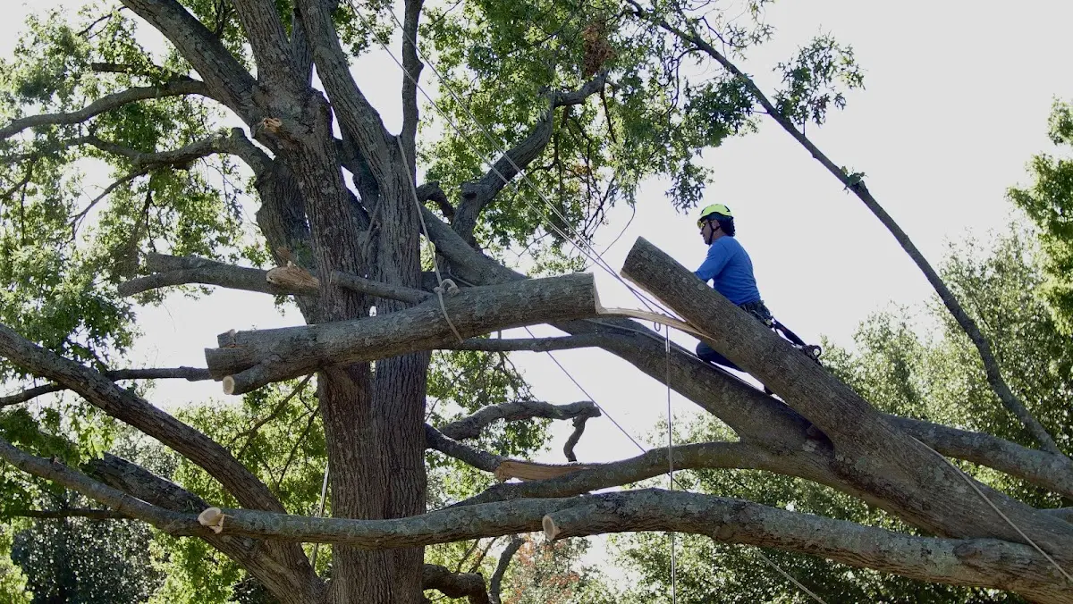 Professional Crown Thinning performed by certified arborists in Uvalde